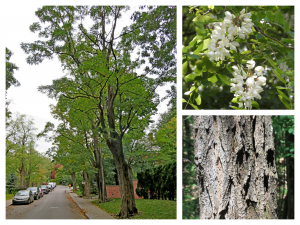 Robinier faux-acacia (Robinia pseudoacacia)